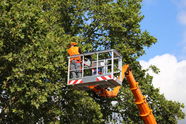 Best Commercial Tree Services  in Tupelo, MS