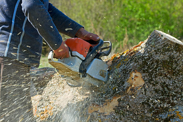  Tupelo, MS Tree Services Pros